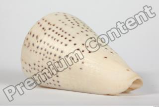 Seashell 0024